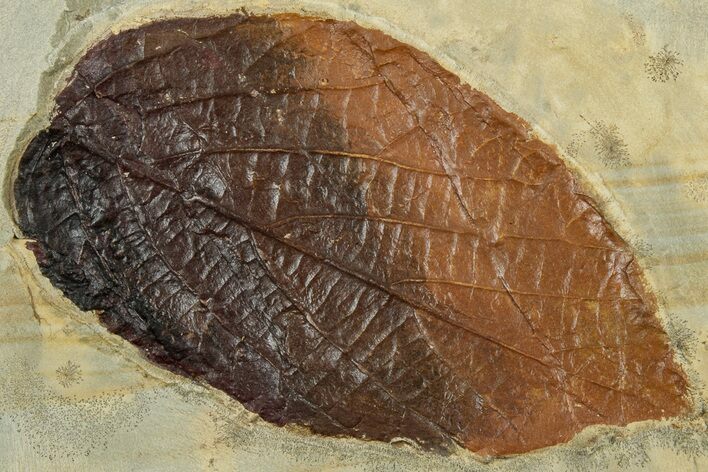 Fossil Leaf (Beringiaphyllum) - Montana #305975